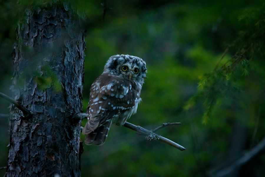 Helmipöllön poikanen oksalla