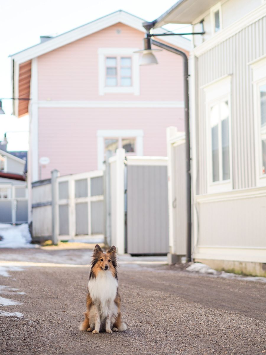 Koira istuu kiltisti tiellä talojen välissä
