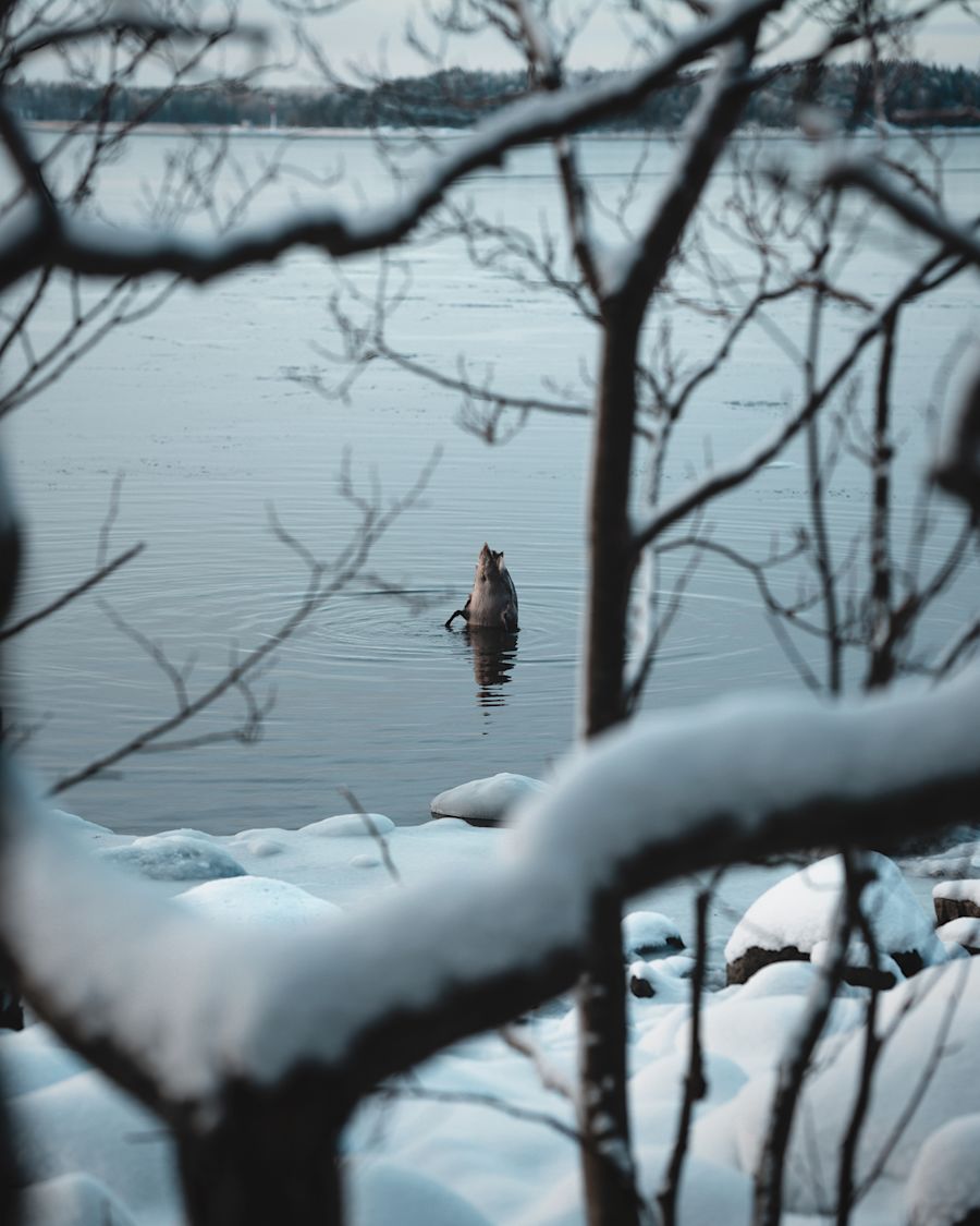 Sorsa sukeltamassa pää edellä järveen, kuvattu oksien takaa rannalta.