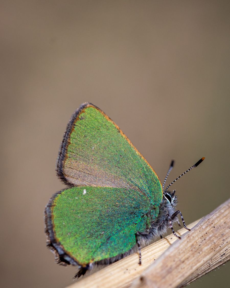 Pieni kangasperhonen