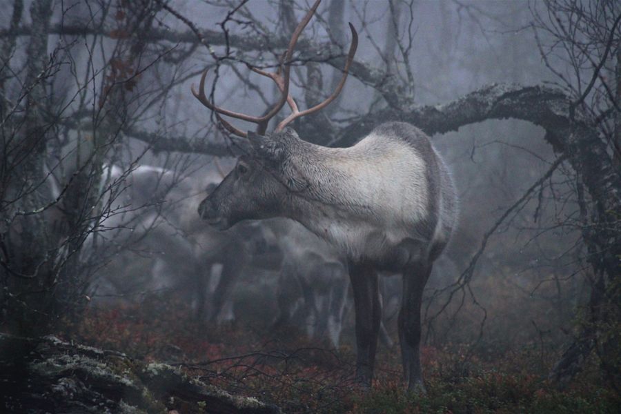 Poro sumuisessa metsässä