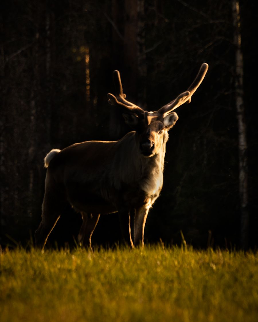 Poro auringonlaskussa valaistuna vain toiselta puolelta
