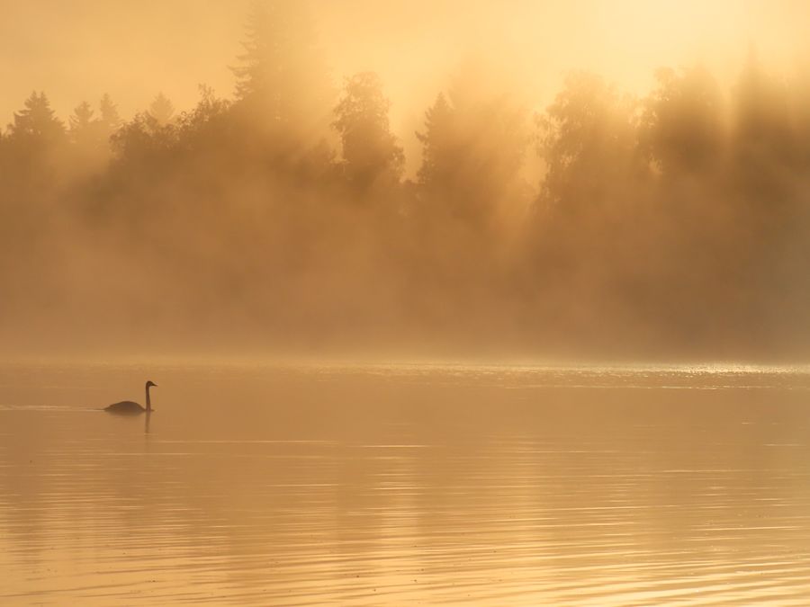 Joutsen sumuisella järvellä kultaisessa hetkessä