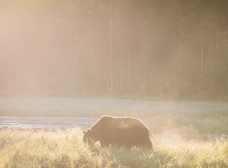 Karhu pellolla sumussa