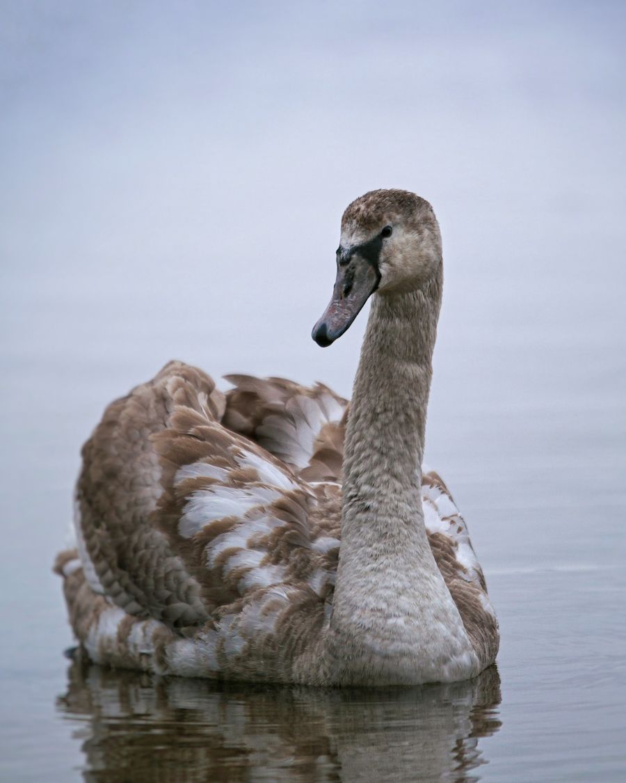 Nuori joutsen vedessä