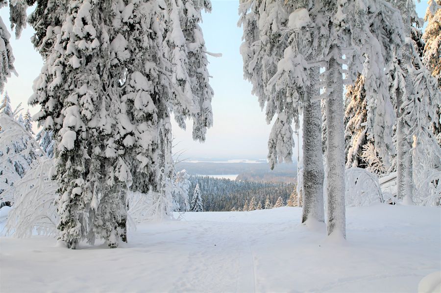 Talvinen metsämaisema korkealla, taustalla avartuu metsämaisema