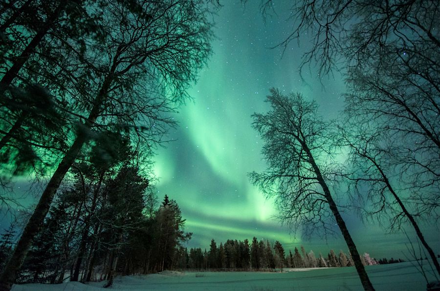 Revontulet puiden yllä