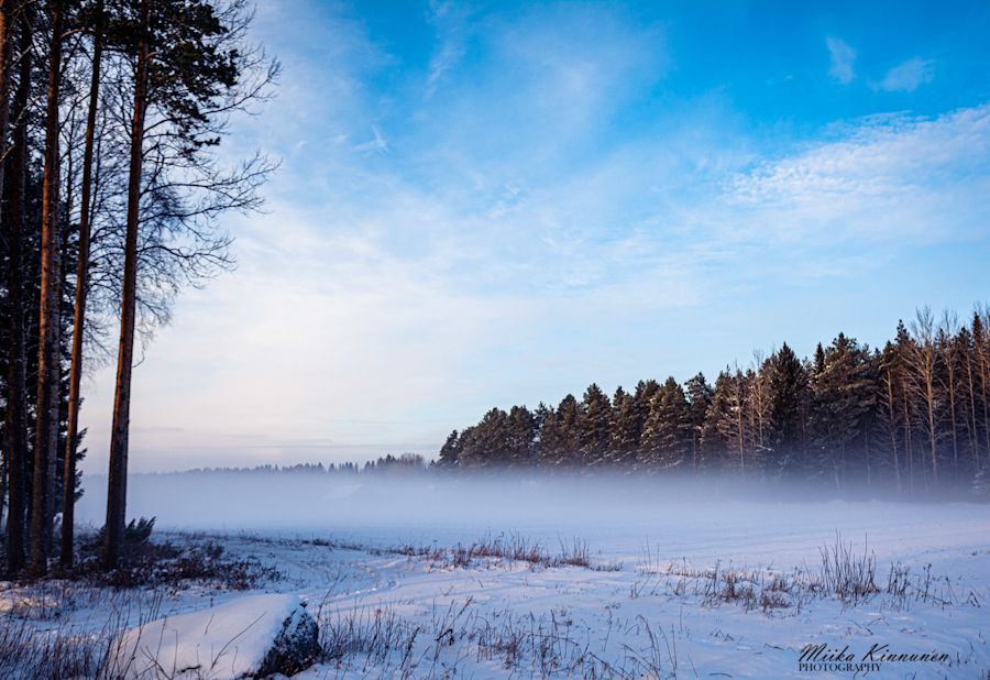 Usvaa pellolla päiväsaikaan, metsä taustalla