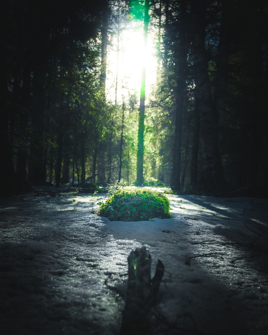 Aurinko valaisee lumisen ja vihreän metsän