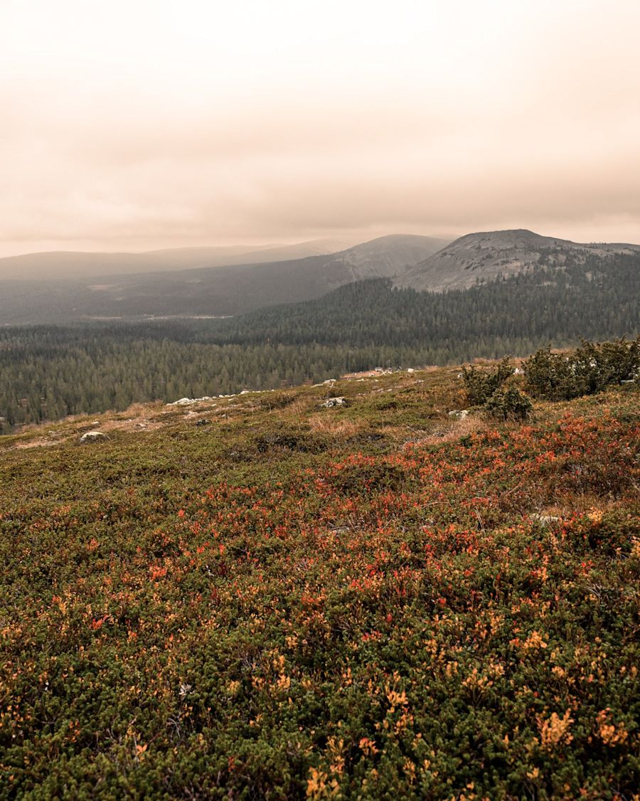 Syksyinen maisema Suomen tunturissa