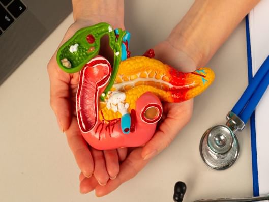 Modell einer Bauchspeicheldrüse.