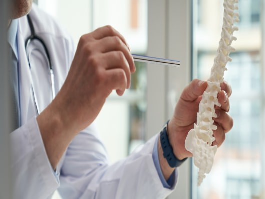 Arzt hält Modell einer Wirbelsäule