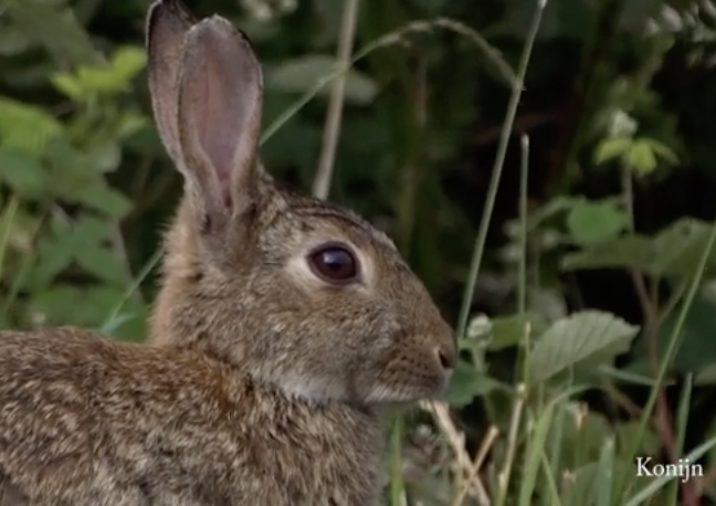Ontdek het verschil tussen haas en konijn