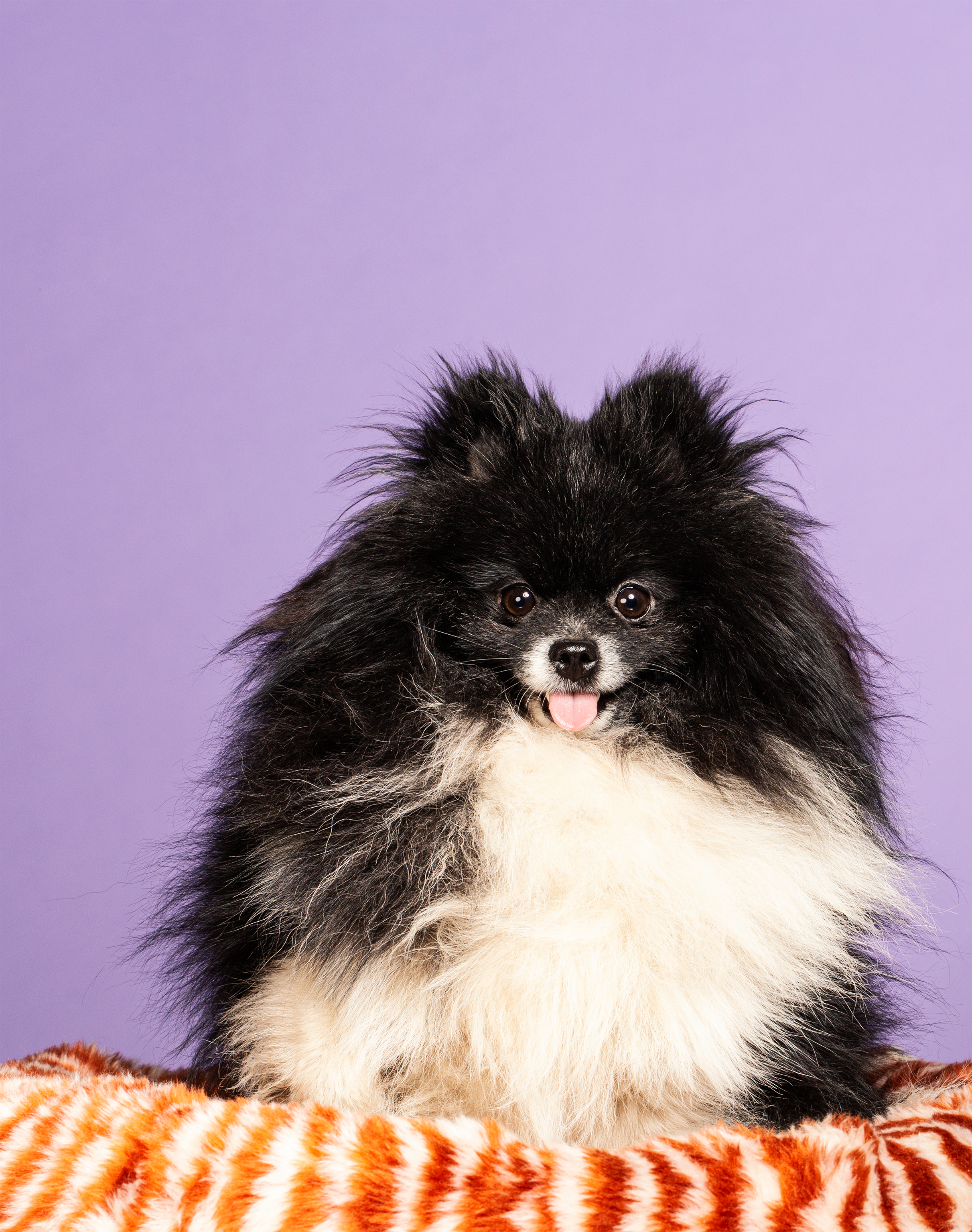 &C04 Trouwe Honden - Daantje - fotografie Esther Vinju