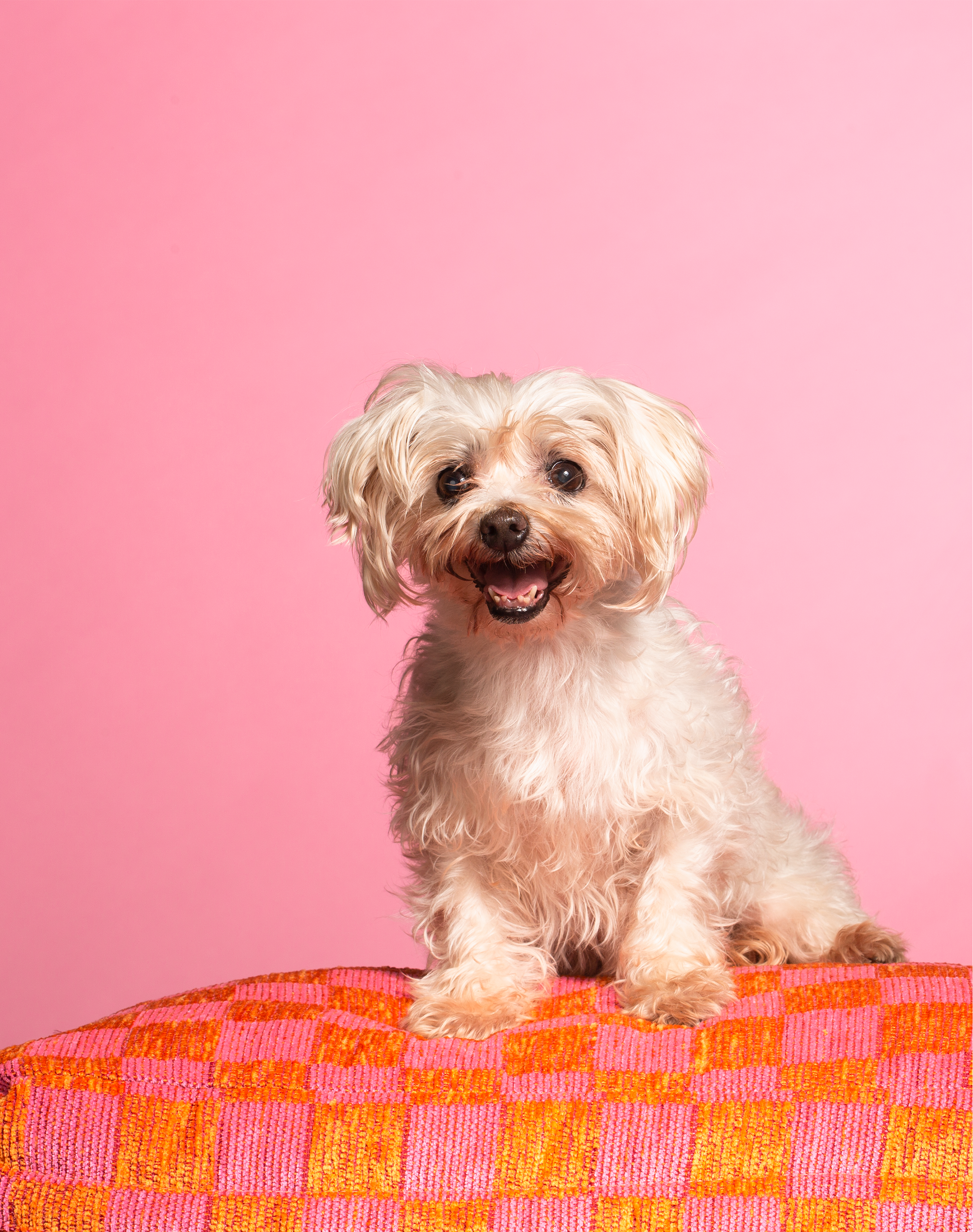 &C04 Portretten Trouwe Hond Lodi - fotografie Esther Vinju