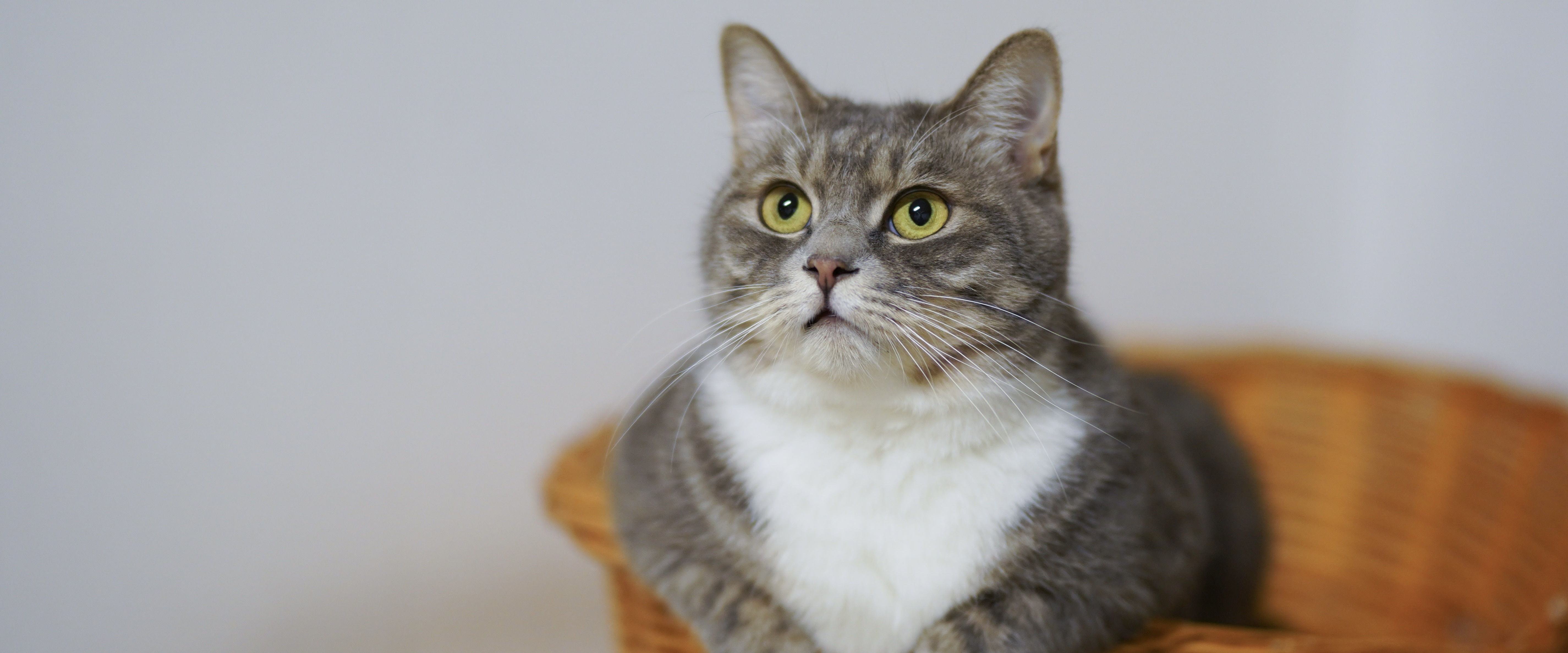 Met je kat lullen, maar dan écht: deze kattenfluisteraar onderscheidt 7 klanken