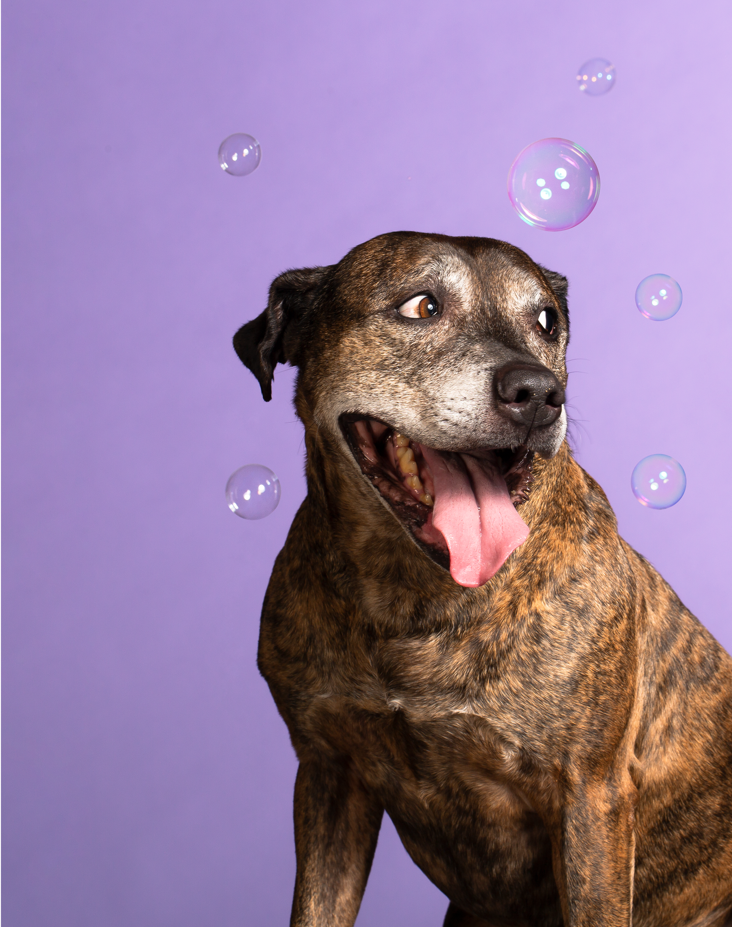 &C04 Portretten Trouwe Hond Nessie - fotografie Esther Vinju