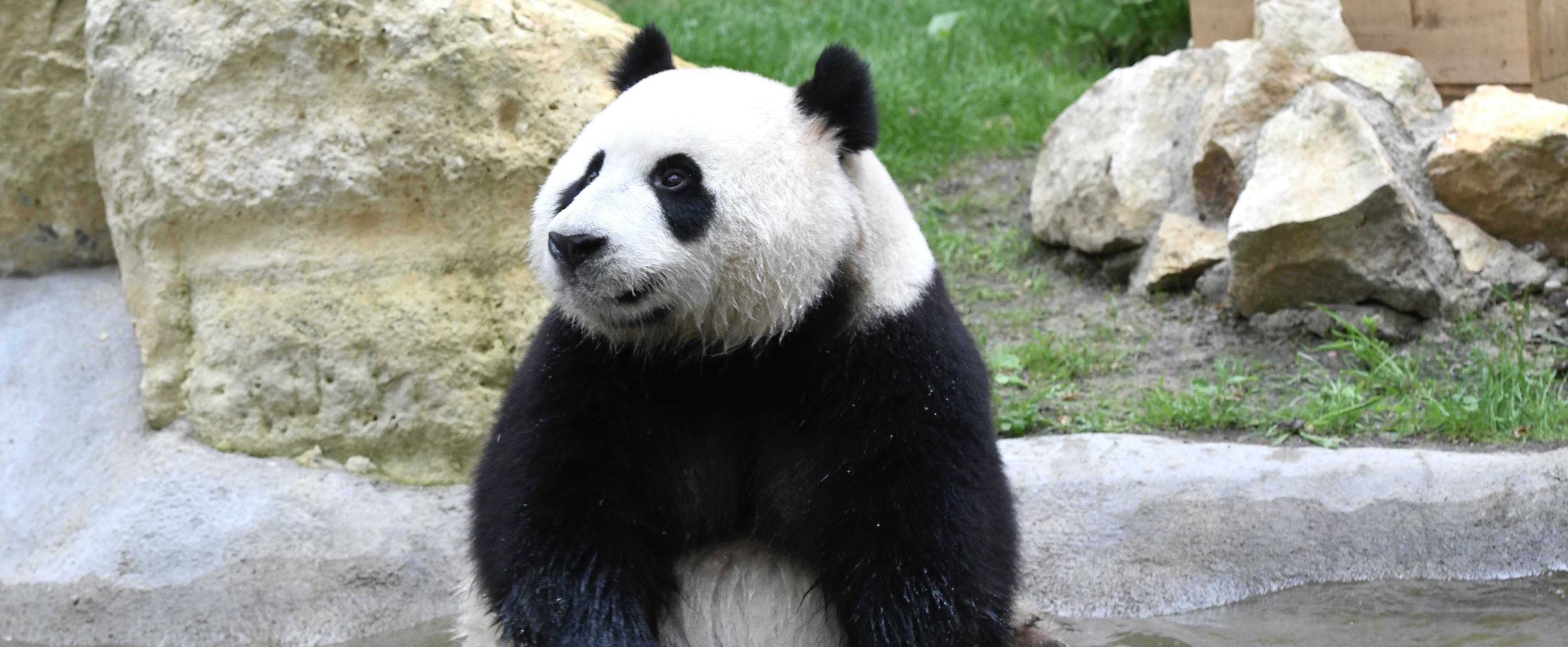 Knuffelen met panda's en nog 5 beroepen met dieren waarvan je 't bestaan niet wist