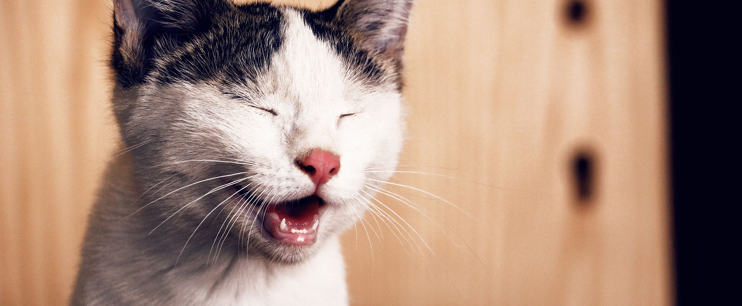 B&B Vol Liefde's Petra vertelt: zo weet je of je kat gelukkig is