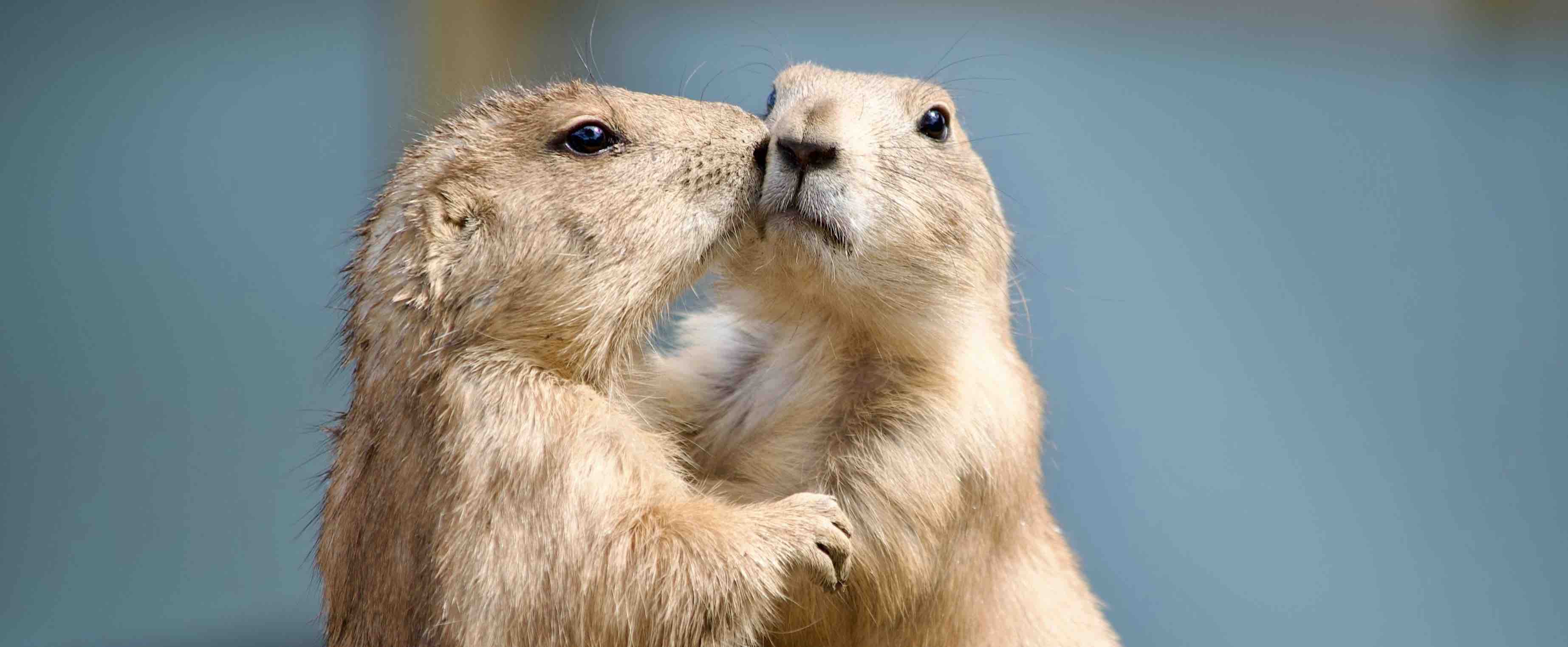 Aandoenlijk idee: deze 6 dieren zijn nog monogamer dan mensen - \u0026C, image size:3691x1523