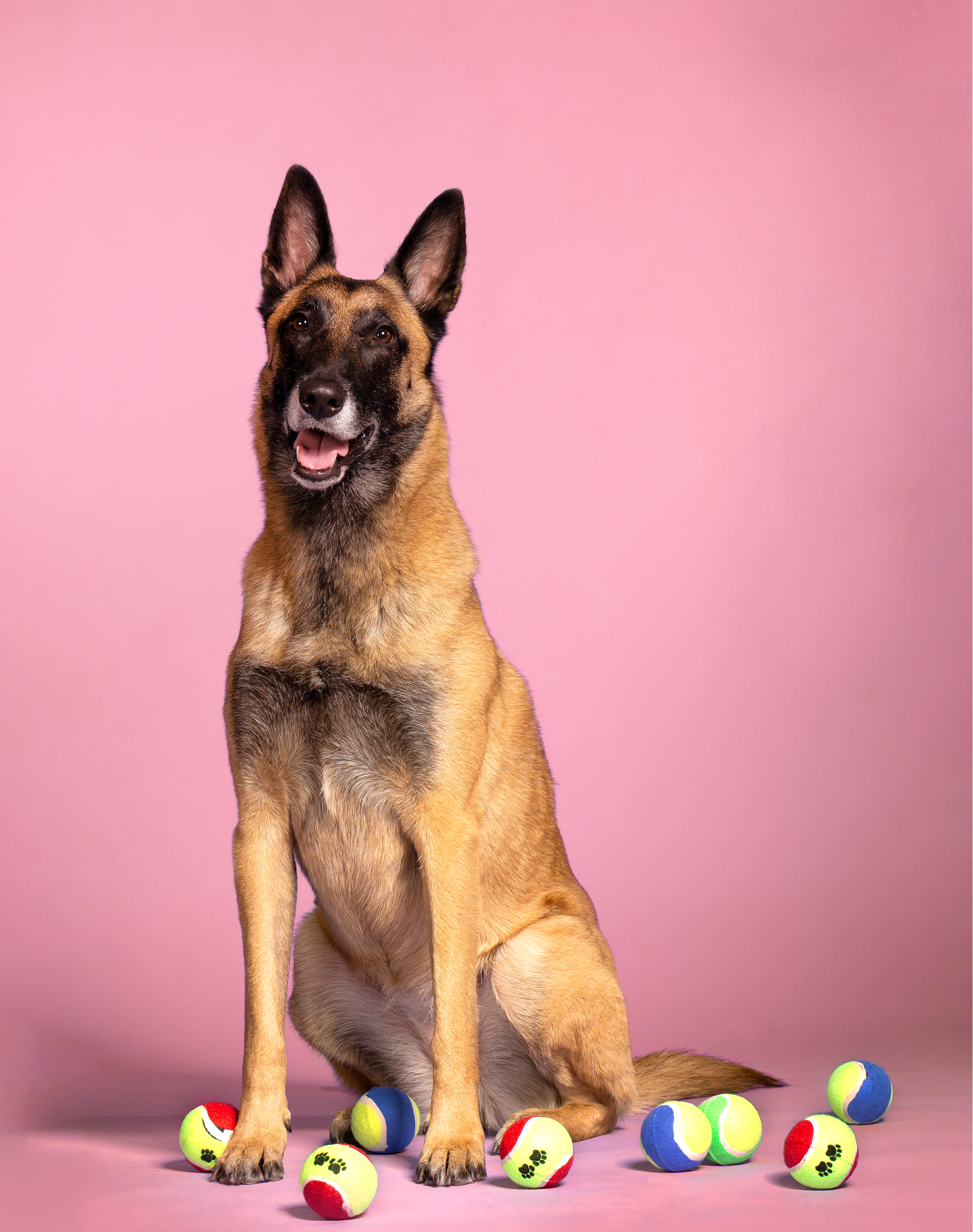 &C04 Portretten Trouwe Hond Mishka - fotografie Esther Vinju