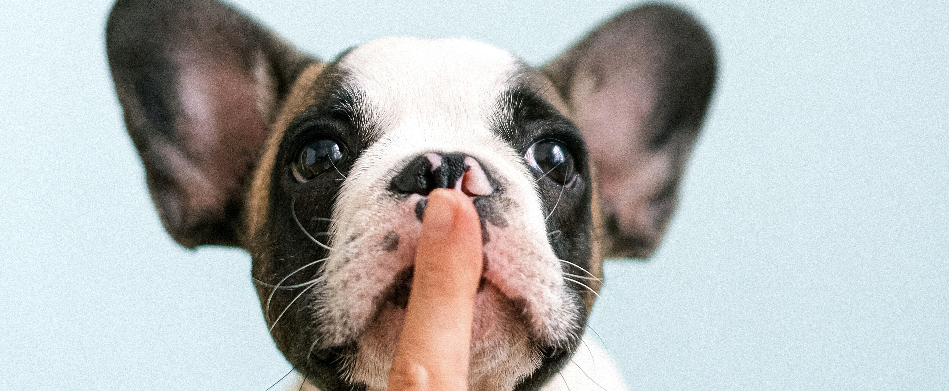 Ooit 13 uur lang naast een winderige hond in het vliegtuig gezeten? Dit koppel kreeg er geld voor