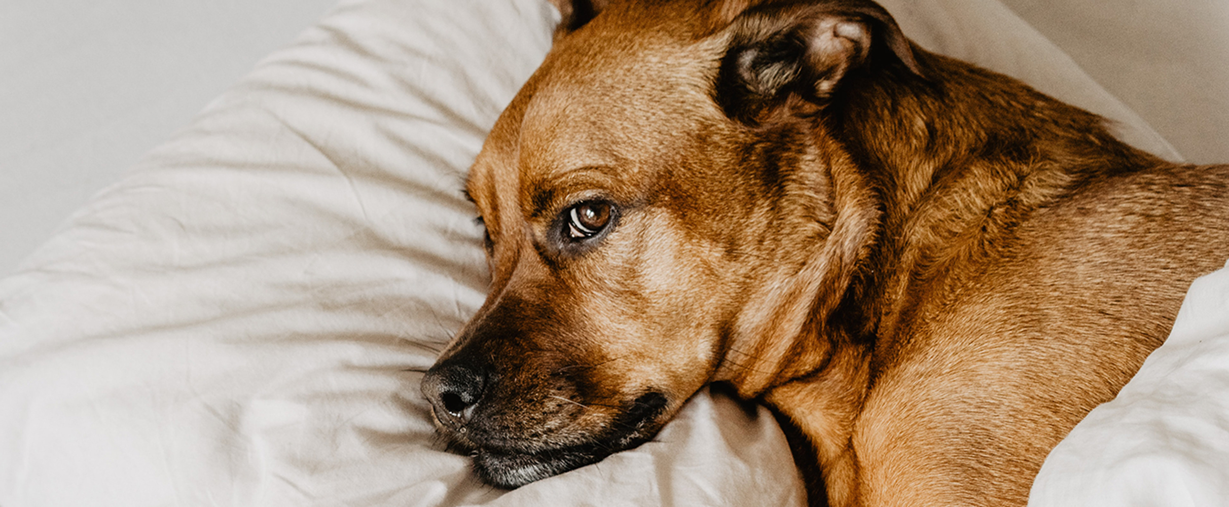 Waarom je niet met je hond op bed moet slapen (en al helemaal niet in de herfst) 