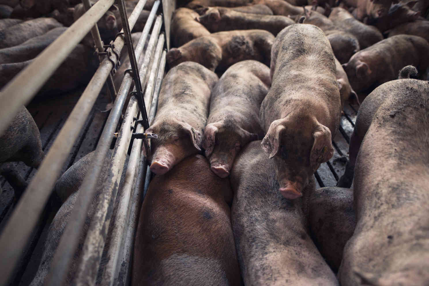 Viele Schweine in einem Stall