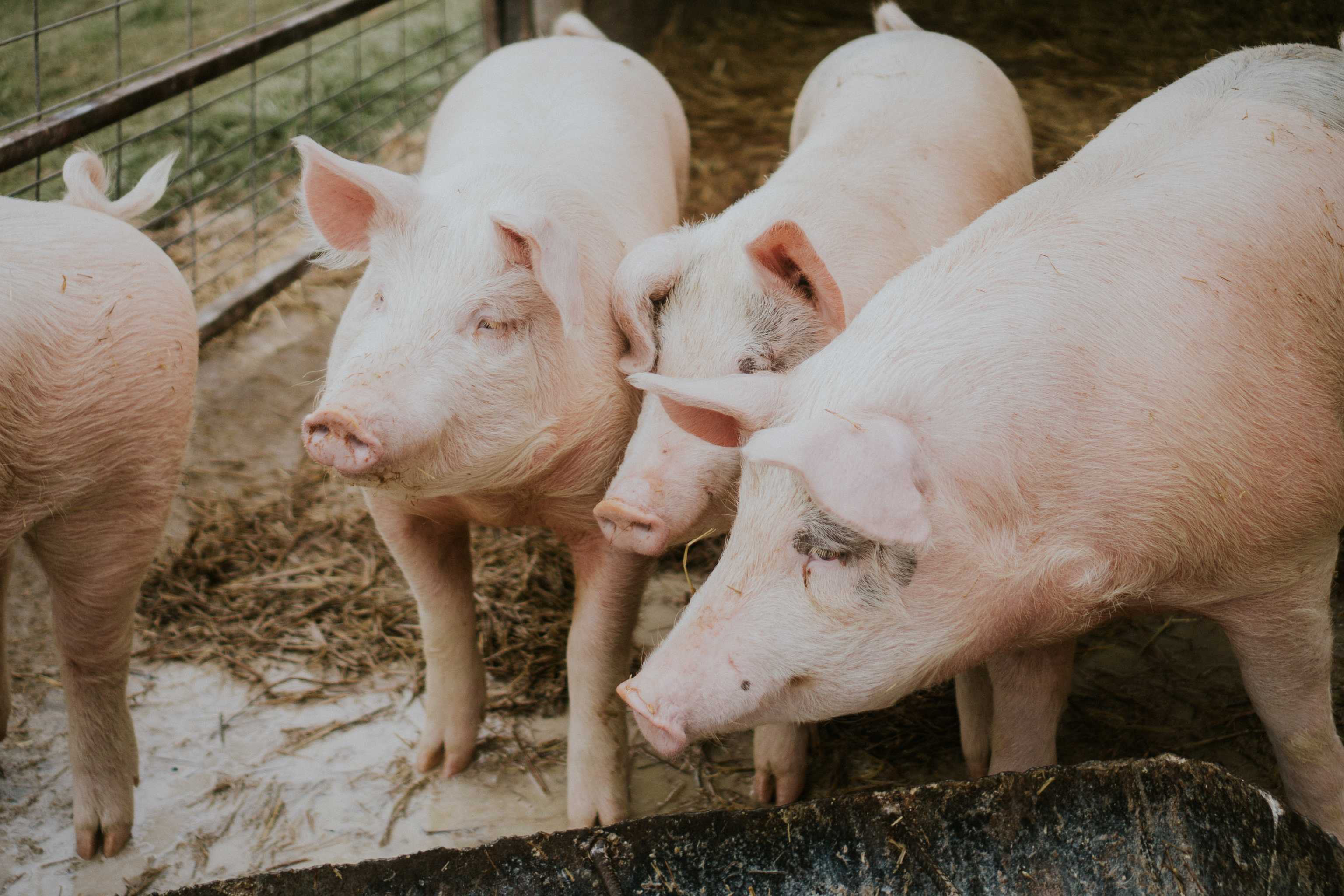 Deutsches Landschwein: Alles Wissenswerte zu dieser Rasse