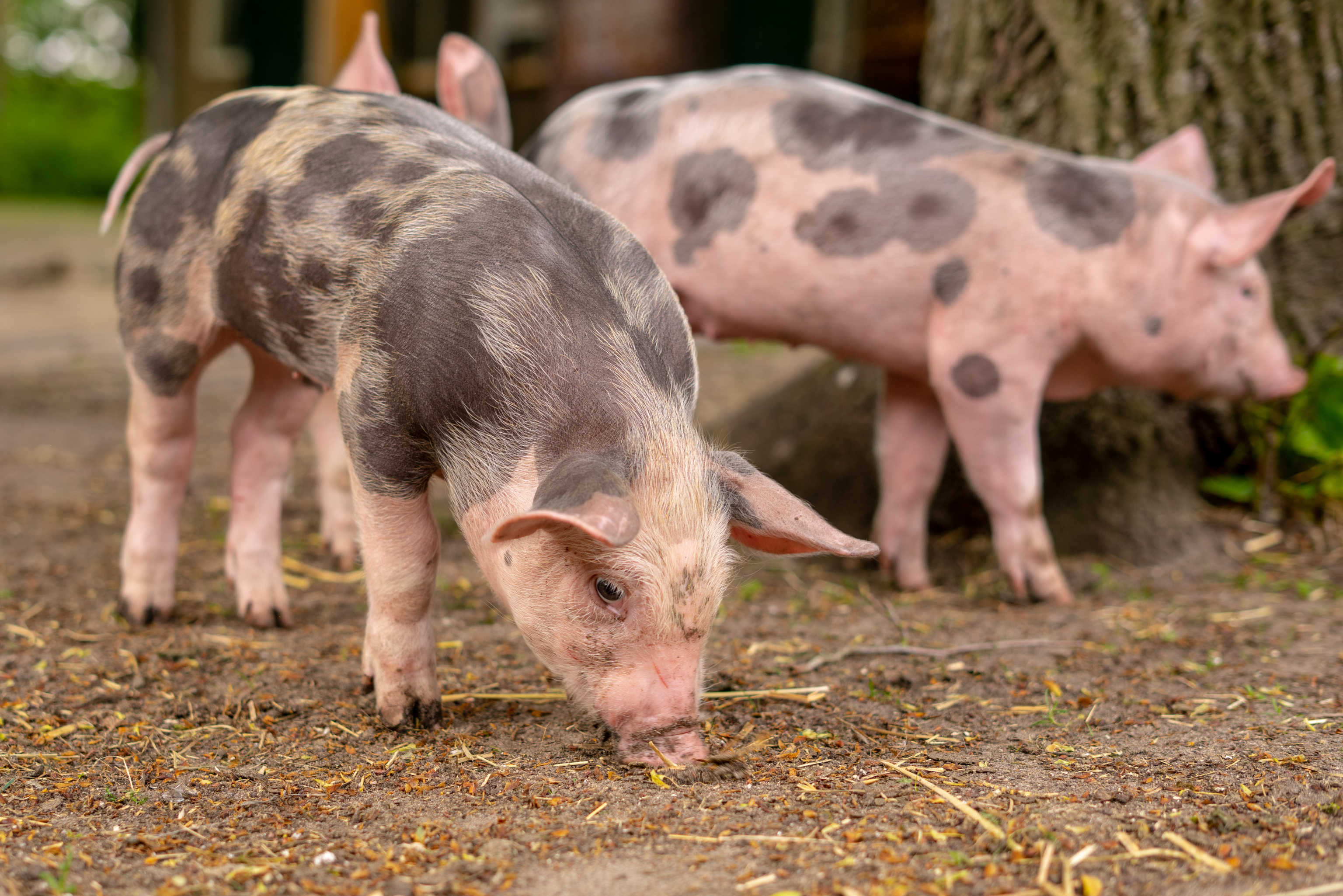 Übersicht & Besonderheiten verschiedener Schweinerassen