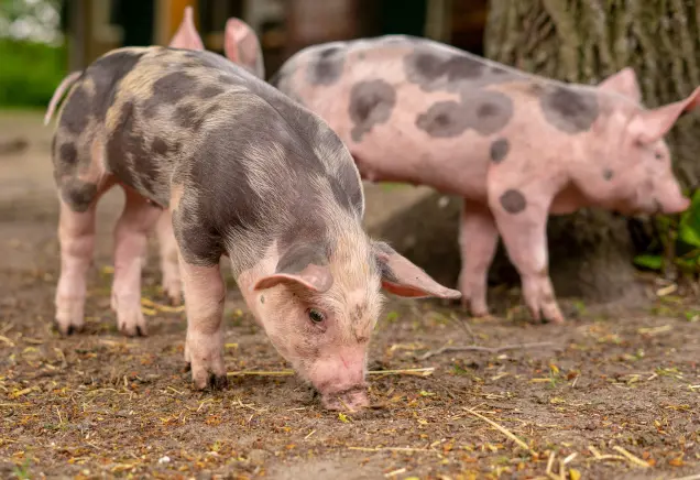 Erfahre alles über verschiedene Schweinerassen wie Livar, Iberico und Mangalitza. Wir erklären alles über Herkunft, Preis, Geschmack und mehr!