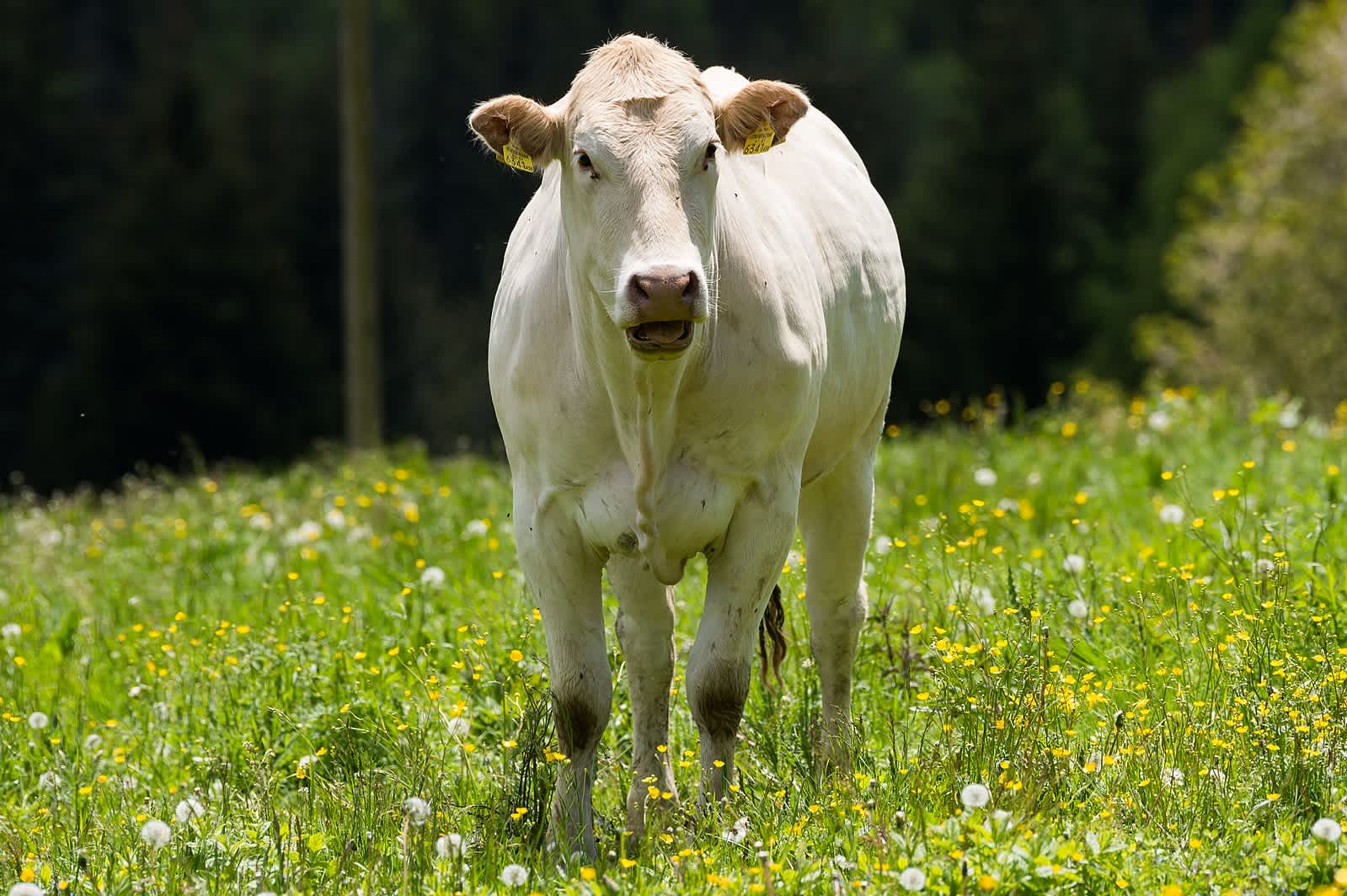 Charolais Rind erklärt: Herkunft, Geschmack und Zubereitung