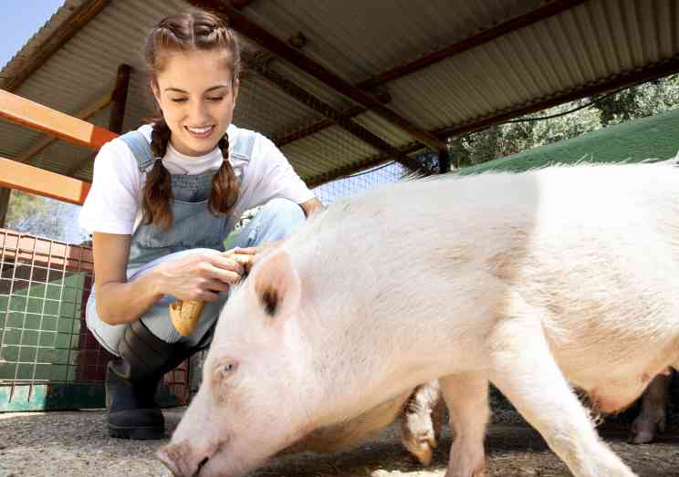 Eine Frau füttert ein Schwein auf einem Bio Bauernhof