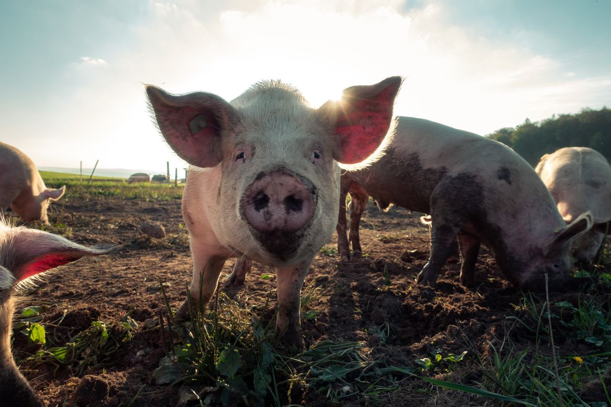 Wie ungesund ist Schweinefleisch?