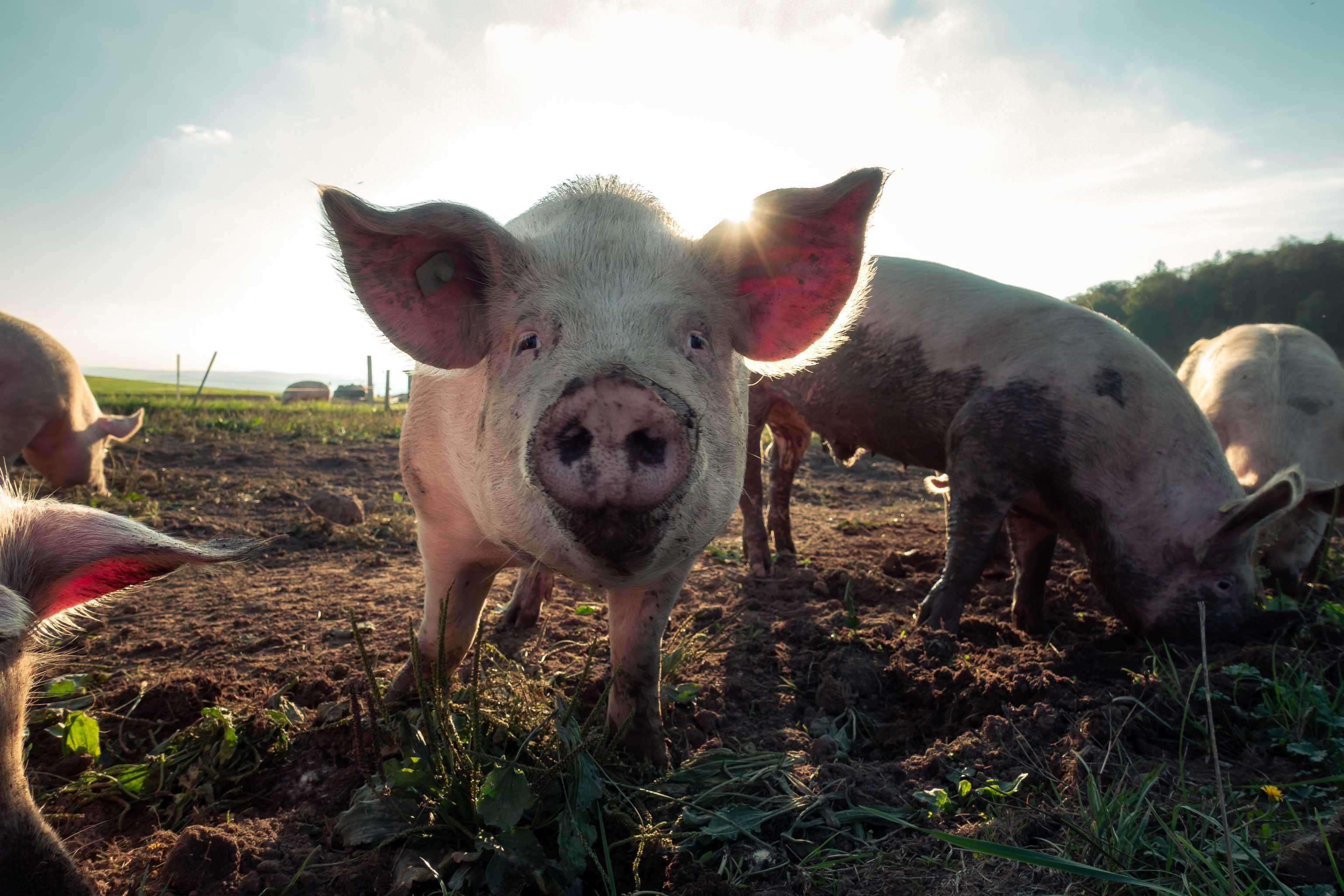 Schwein im Garten schaut direkt in die Kamera