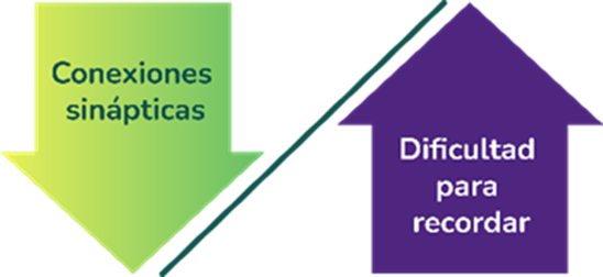 Conexiones sinápticas disminuyen y la dificultad para recordar aumenta