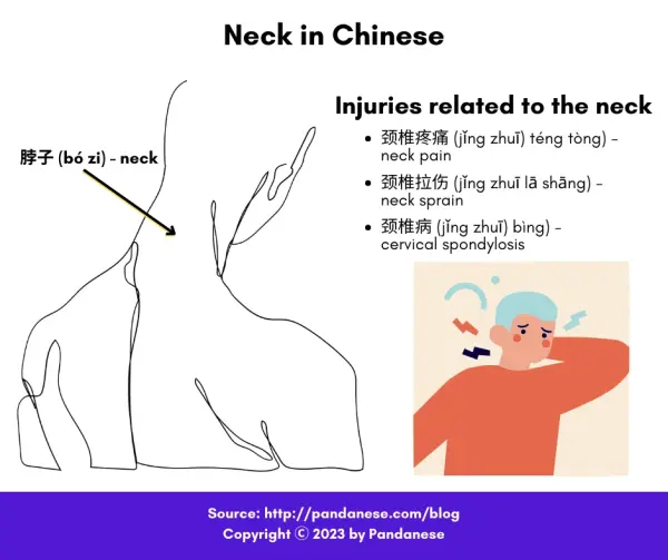 neck body parts in Chinese-min