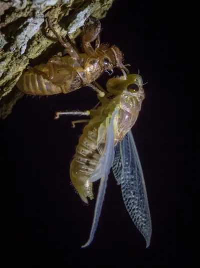 cicada molting