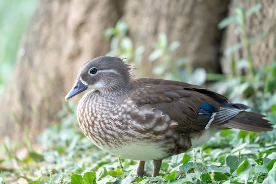 The Mandarin Duck