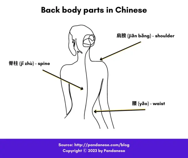 back body part in Chinese -min