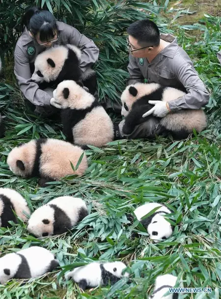 Caretakers holding small pandas at the Panda Conservation Park Bifengxia