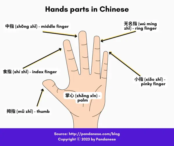 hand parts in Chinese -min