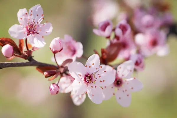 Plum blossoms flowers