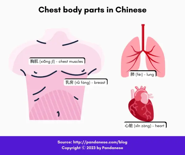 chest body parts in Chinese -min