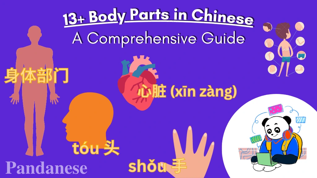 An Easy Guide to 13+ Body Parts in Chinese