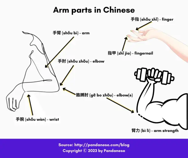 arm body part in Chinese-min