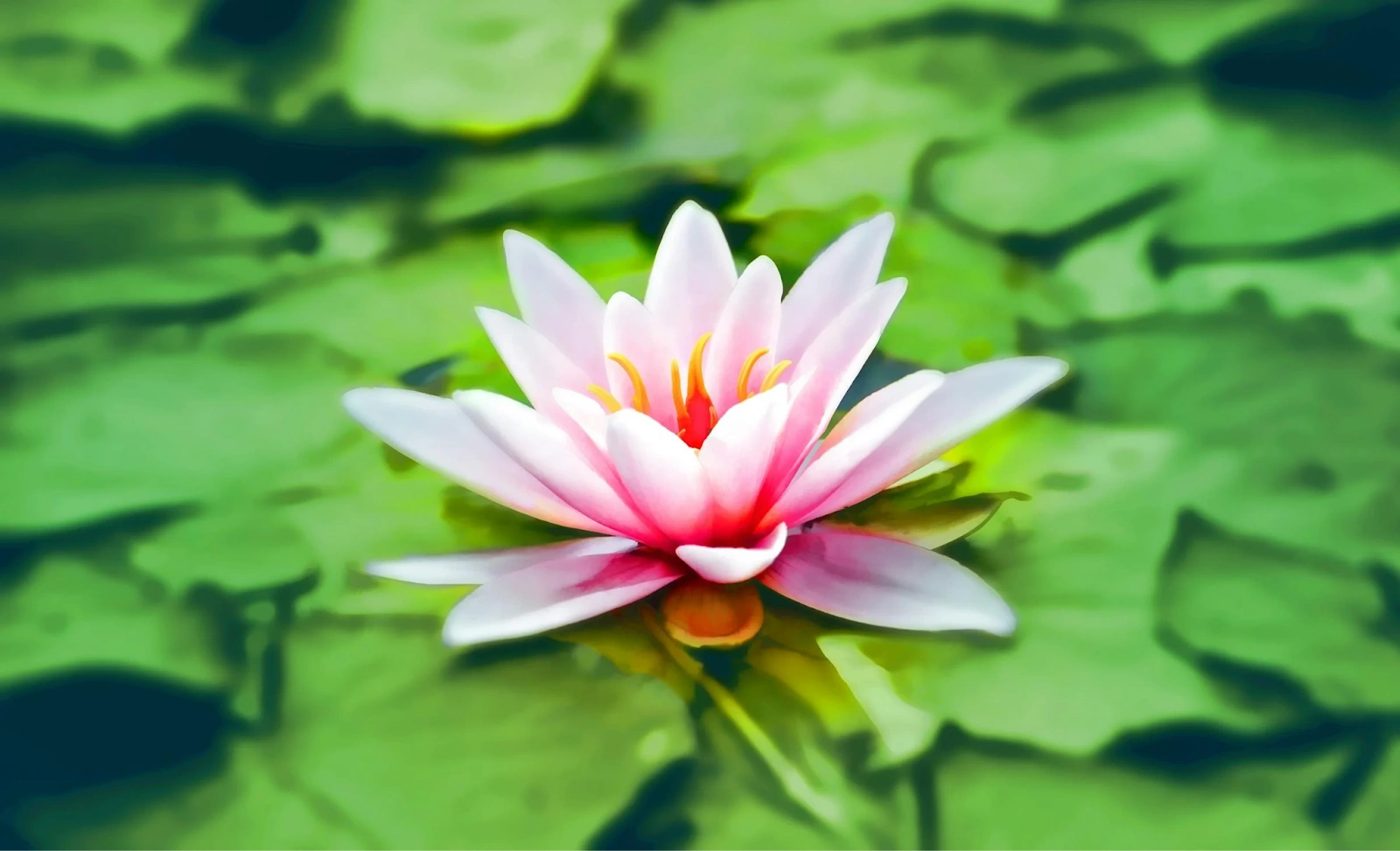 The Lotus Flower