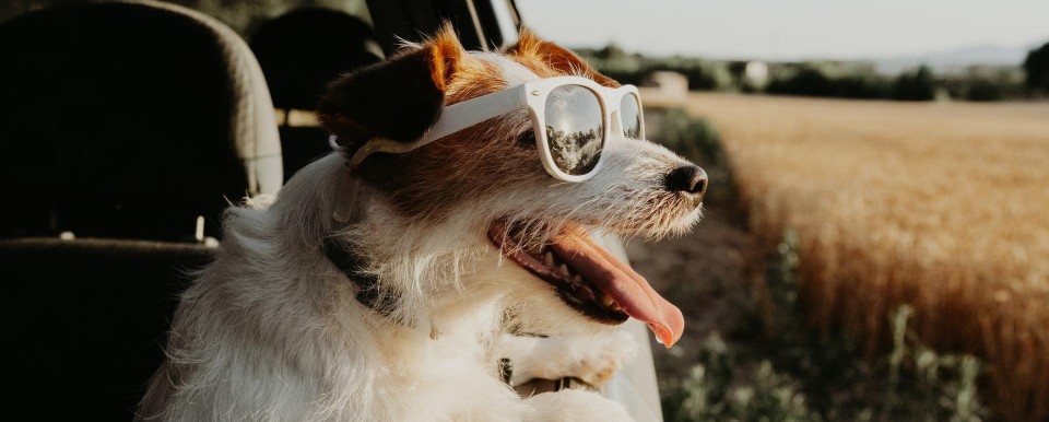 Hund mit Sonnenbrille im Auto