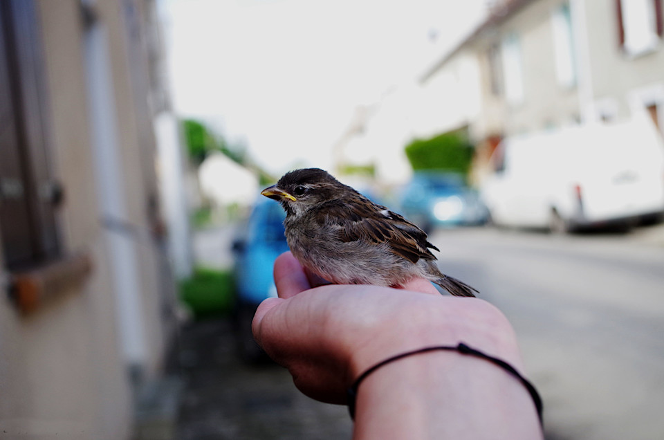 Spatz auf der Hand