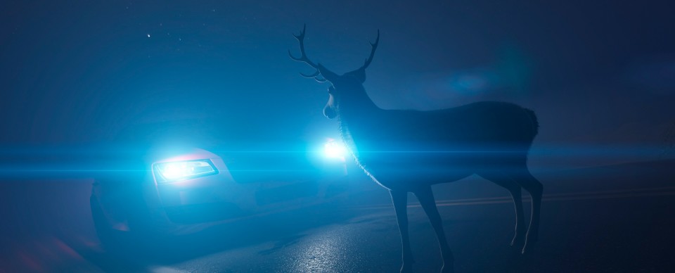 Autoversicherung Wildunfall: Hirsch vor Auto